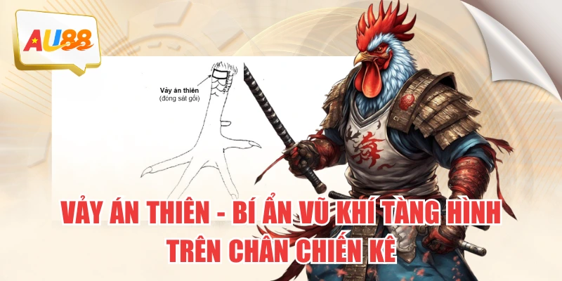 Vảy Án Thiên – Bí Ẩn Vũ Khí “Tàng Hình” Trên Chân Chiến Kê 3 Vảy Án Thiên – Bí Ẩn Vũ Khí “Tàng Hình” Trên Chân Chiến Kê